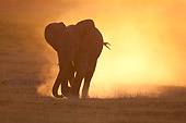 AFW 04 NE0018 01
African Elephant Running At Dawn Through Amboseli National Park Kenya