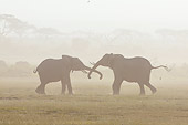 AFW 04 NE0019 01
Two African Elephants Fighting In Dust Storm Amboseli National Park Kenya