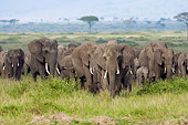 AFW 04 NE0020 01
Herd Of African Elephants Walking Through Serengeti Plains Kenya