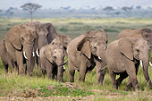 AFW 04 NE0021 01
Herd Of African Elephants Walking Through Serengeti Plains Kenya
