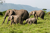 AFW 04 NE0022 01
Herd Of African Elephants Walking Through Serengeti Plains Kenya