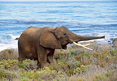 AFW 04 RK0021 09
Profile Shot Of Elephant At Beach