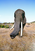 AFW 04 RK0048 02
Wide Angle Of Elephant Trunk Close Up On Dry Grass
