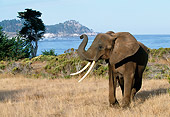 AFW 04 RK0058 05
Elephant Standing On Dry Grass