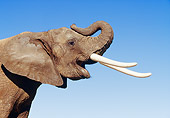 AFW 04 RK0075 04
Close Up Head Shot Of Elephant Head And Trunk Raised Blue Sky