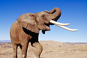 AFW 04 RK0082 04
Elephant With White Tusks Standing With One Leg Up And Trunk Raised In Air Blue Sky