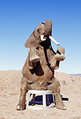 AFW 04 RK0094 03
Elephant Sitting On Stool Posing