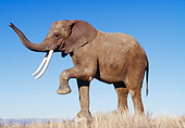 AFW 04 RK0101 03
Profile Shot Of Elephant Posing On Dry Grass