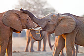 AFW 04 RW0001 01
Close-Up Of Two African Elephants Showing Affection Kenya