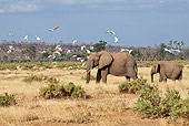 AFW 04 RW0002 01
African Elephant Adult And Calf Walking By Cattle Egrets Through Samburu National Reserve, Kenya