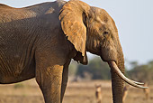 AFW 04 RW0005 01
African Elephant Standing In Tsavo East National Park, Kenya
