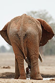 AFW 04 RW0007 01
Back View Of African Elephant Standing In Tsavo East National Park, Kenya