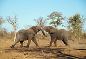 AFW 04 WF0003 01
Two African Elephants Fighting Kruger National Park, South Africa