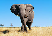 AFW 04 WF0006 01
African Bull Elephant Walking In Savanna Botswana