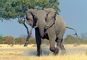 AFW 04 WF0007 01
African Bull Elephant Charging In Savanna Botswana