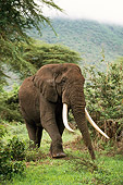 AFW 04 DB0001 01
African Elephant Walking Through Bush