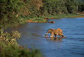 AFW 04 DB0002 01
African Elephant Crossing River