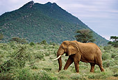 AFW 04 DB0003 01
African Elephant Walking Through Bush With Mountain Background