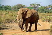 AFW 04 DB0004 01
African Elephant Walking Through Bush On Dirt Path