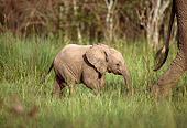 AFW 04 DB0005 01
Profile Of African Elephant Calf Following Adult Through Grass