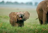 AFW 04 DB0006 01
African Elephant Calf Trumpeting In Tall Grass