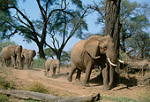 AFW 04 DB0008 01
Herd Of African Elephants Walking Through Forest