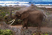 AFW 04 RK0006 06
Profile Shot Of Elephant By Ocean