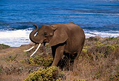 AFW 04 RK0022 03
Elephant Standing By Ocean