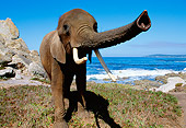 AFW 04 RK0025 01
Wide Angle Shot Of Elephant By Ocean