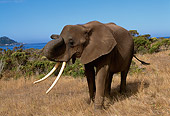AFW 04 RK0027 03
Elephant Walking On Dry Grass
