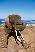 AFW 04 RK0031 01
Elephant Kneeling Down By Beach