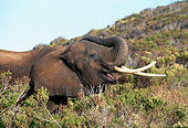 AFW 04 RK0054 03
Head Shot Of Elephant In Bushes Trumpeting