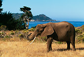 AFW 04 RK0062 06
Profile Shot Of Elephant Walking On Dry Grass Ocean Background