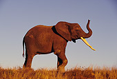 AFW 04 RK0071 21
Profile Shot Of Elephant On Dry Grass