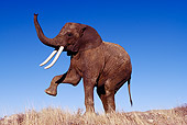 AFW 04 RK0077 05
Elephant Posing On Dry Grass