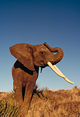 AFW 04 RK0085 01
Elephant On Dry Grass