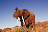 AFW 04 RK0085 02
Elephant On Dry Grass