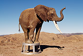 AFW 04 RK0097 03
Elephant Standing On Stool Posing