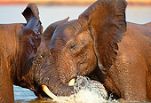 AFW 04 TL0003 01
Two African Elephant Bulls Sparring In Water