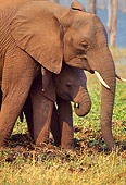 AFW 04 TL0007 01
African Elephant Calf Staying Close To Mom