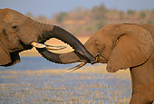 AFW 04 TL0011 01
Two African Elephants Greeting Insert Trunk In Other's Mouth