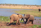 AFW 04 TL0012 01
Young African Elephants Playing