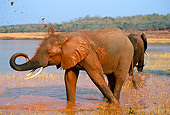 AFW 04 TL0013 01
African Bull Elephant Mud Bathing