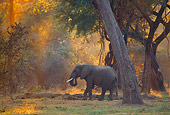 AFW 04 TL0015 01
African Elephant Bull At Sunrise