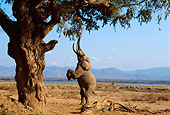AFW 04 TL0017 01
African Elephant Bull Feeding On Tree Branches And Leaves