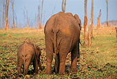 AFW 04 TL0018 01
African Elephants Cow And Calf Rear View