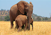 AFW 04 TL0019 01
African Elephant Calf Staying Close To Mother