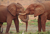 AFW 04 TL0020 01
African Elephants Greeting And Playing