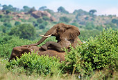 AFW 04 TL0021 01
African Elephants Mating
