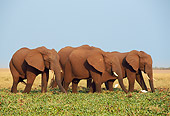 AFW 04 TL0022 01
A Herd Of African Elephant Bulls Feeding